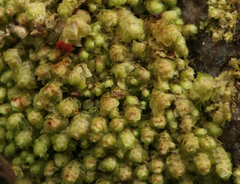 Scapania umbrosa